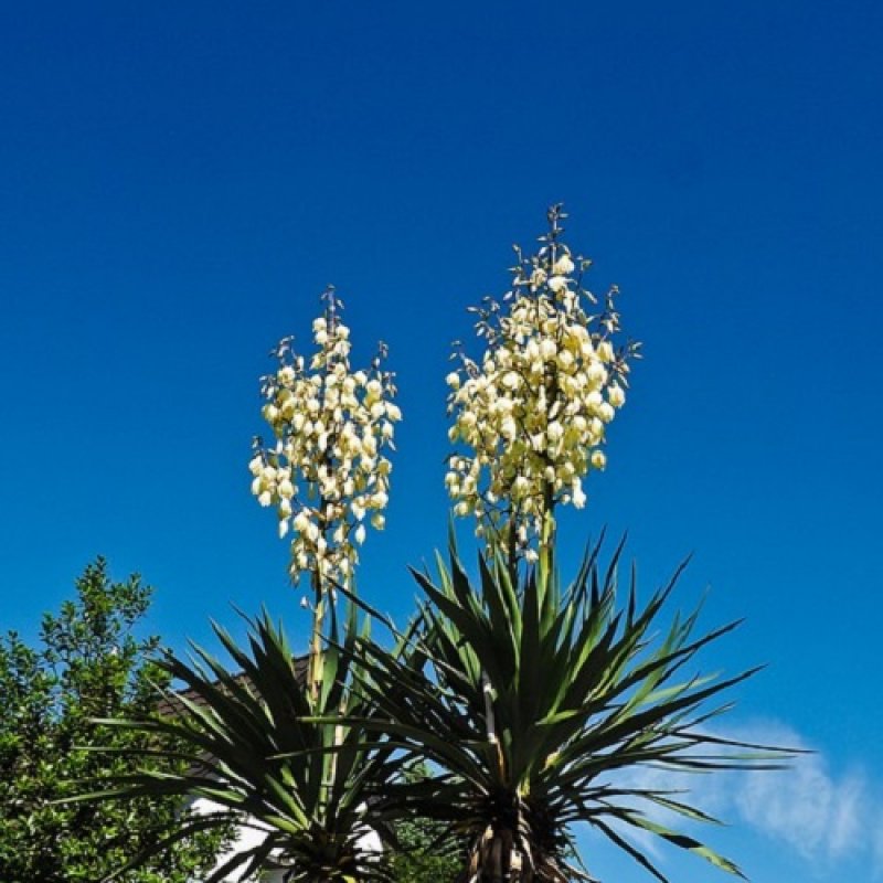 Yucca Filamentosa (Juka vláknitá) - kont. C7,5L, výška: 20-30 cm (-30°C) 